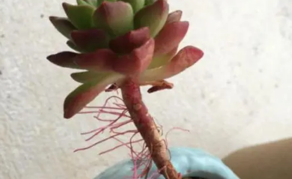 多肉花紋玉_玉多肉怎么養_多肉植物緋花玉