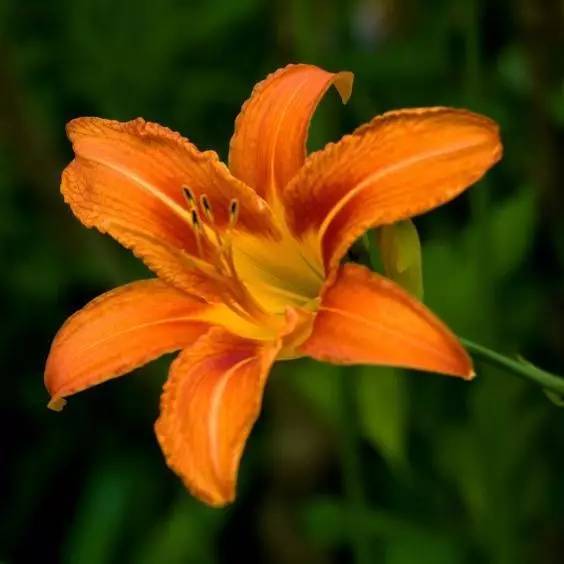 送母親花送什么_送母親花送幾朵合適_送母親花束圖片大全