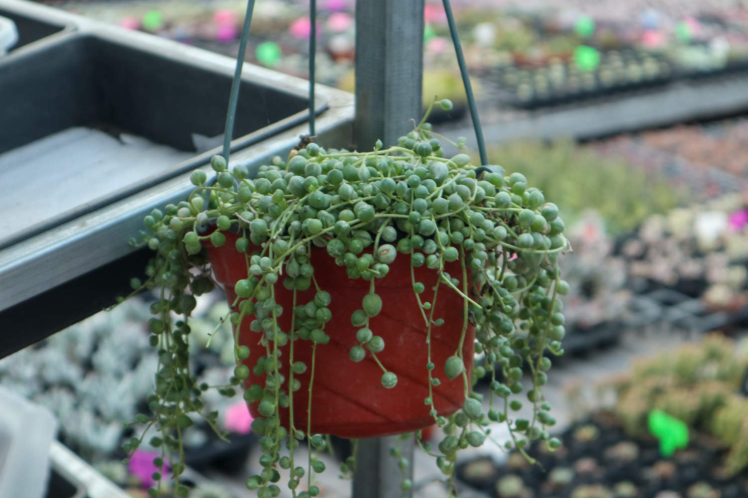 珍珠吊蘭什么時候開花