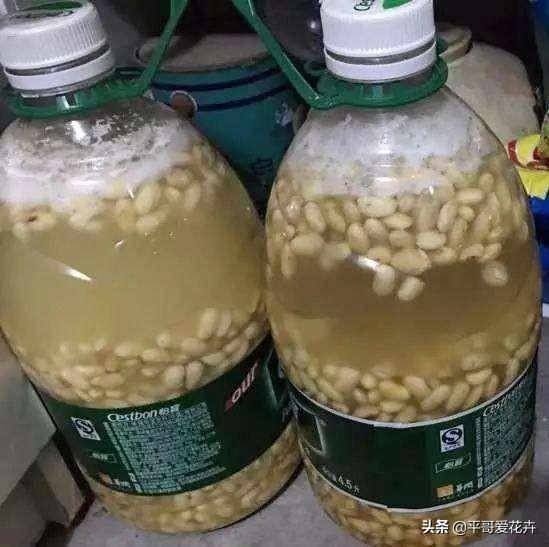 水培金枝玉葉花怎么養(yǎng)才能養(yǎng)好_金枝玉葉花可以水培嗎_金枝玉葉水培好還是土培好