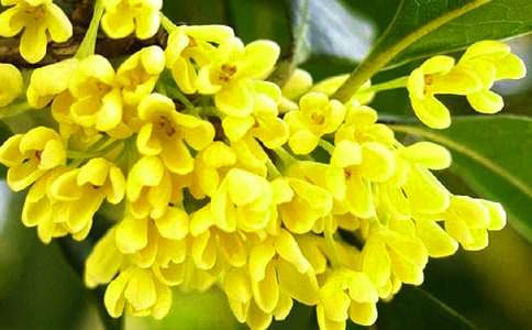 桂花樹(shù)盆栽怎么養(yǎng)
