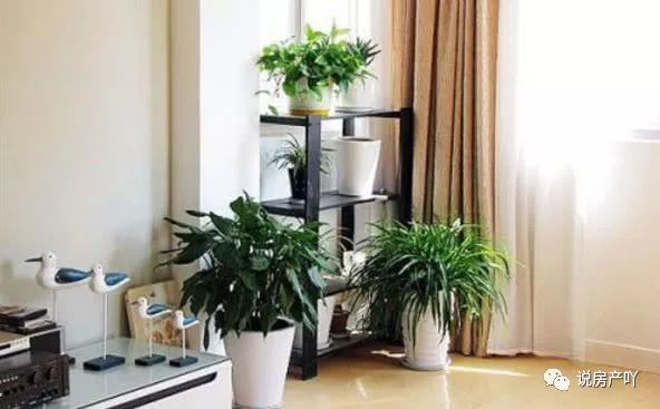 適合放客廳的3種“耐陰花”，沒(méi)有陽(yáng)光，葉子也茂盛！比綠蘿好養(yǎng)