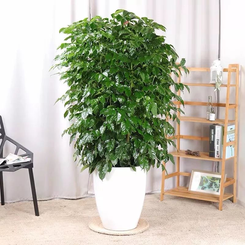 適合過(guò)年客廳擺放的6種大型植物，富貴、高級(jí)又霸氣！