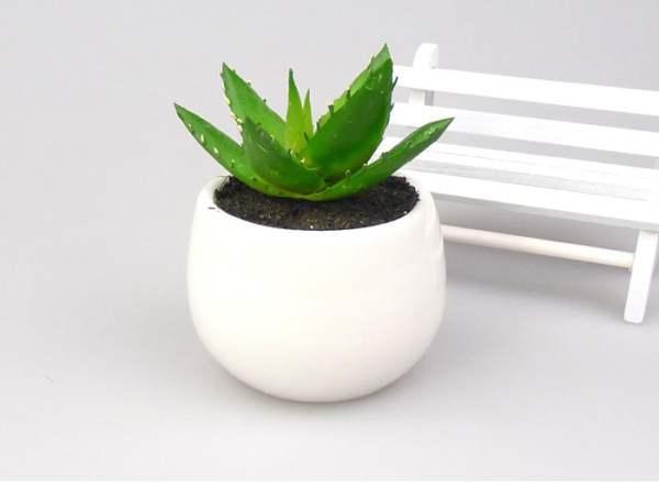 在家里養(yǎng)這幾種花草，凈化空氣給家人帶來(lái)健康！