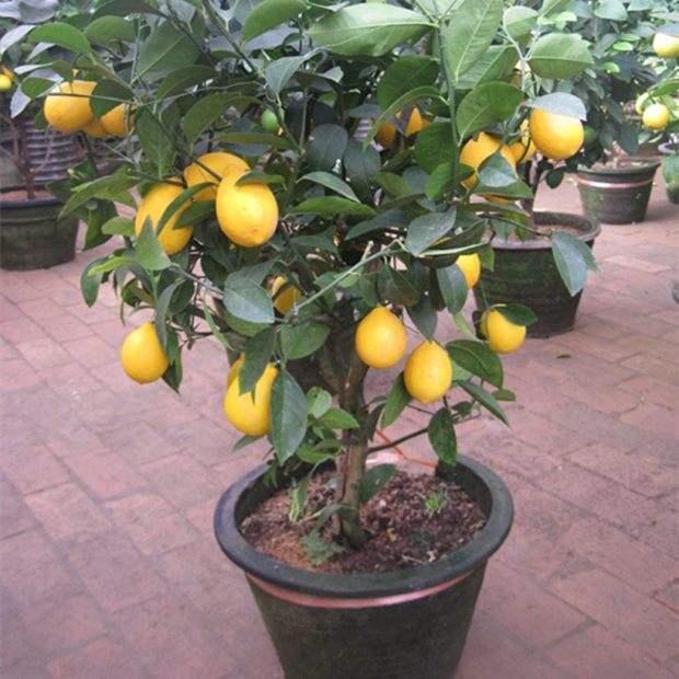 家里養(yǎng)花凈化空氣_室內(nèi)凈化空氣花_屋里養(yǎng)什么花可以凈化空氣