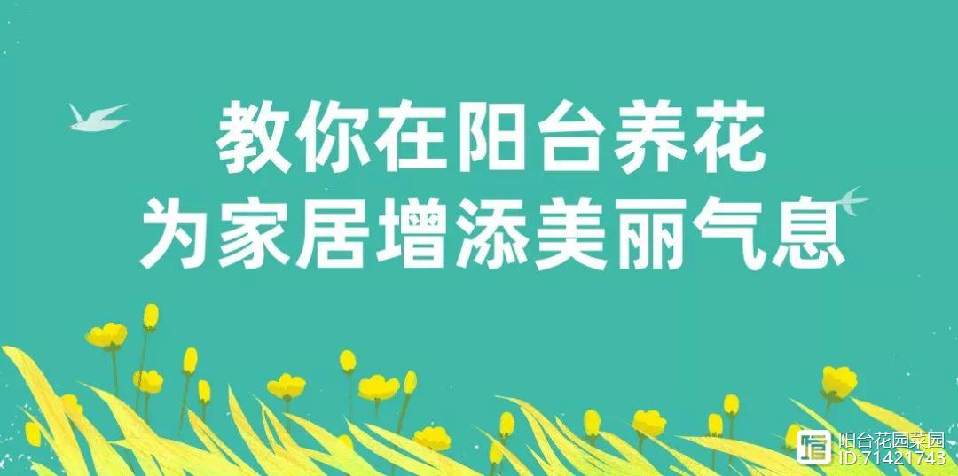 <strong>臥室養(yǎng)花避開這5種，熏得頭暈?zāi)X脹，最容易失眠</strong>