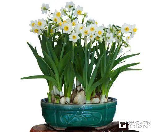 臥室能養花嗎風水_臥室能養花嗎_臥室能養花嗎養什么花