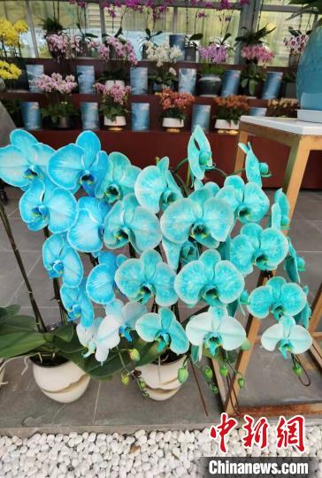 南京花卉市場營業時間_南京花卉市場_花卉南京市場有哪些