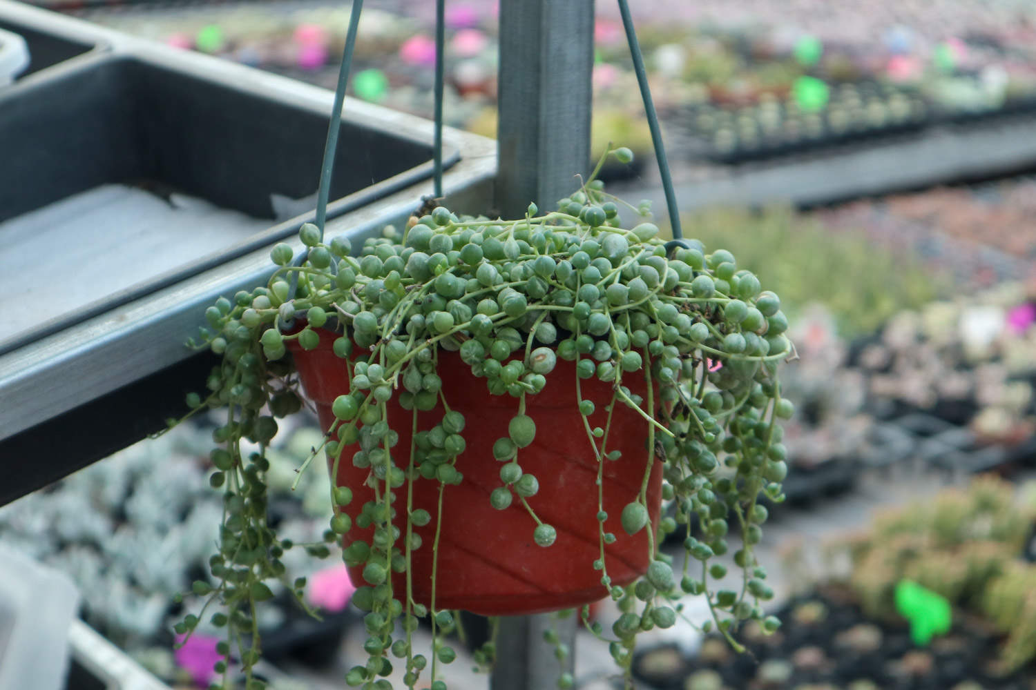 吊蘭開花后_吊蘭什么時候開花?_開花吊蘭時候怎么澆水
