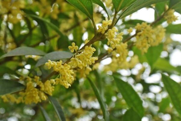 名貴花卉排名_花卉名貴排名前十_花卉名貴排名榜