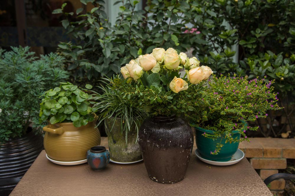 養花家里有小飛蟲怎么辦_養花家里有小黑飛怎么辦_家里養花好嗎