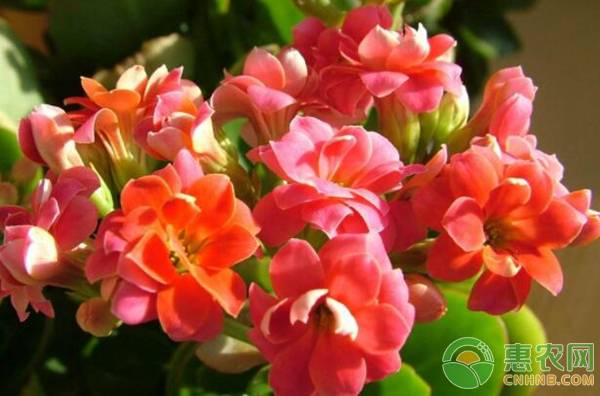 長(zhǎng)壽花有毒嗎？怎么擺放好？