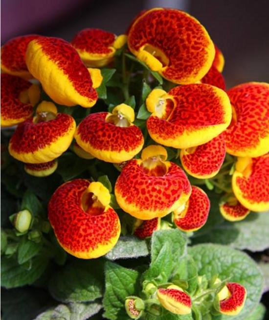 11月份適合養什么花_月份什么花_幾月買花好養