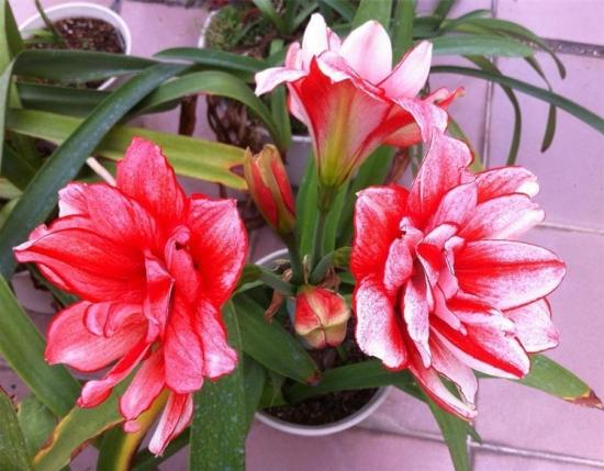 11月份適合養什么花_月份什么花_幾月買花好養