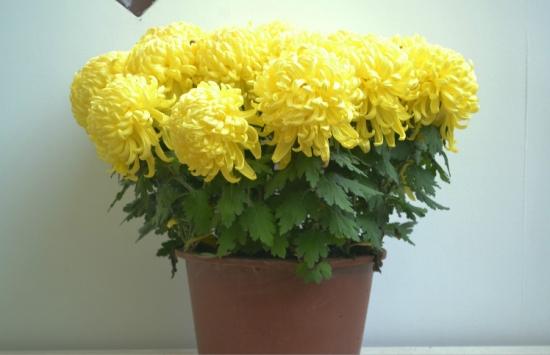 幾月買花好養_11月份適合養什么花_月份什么花