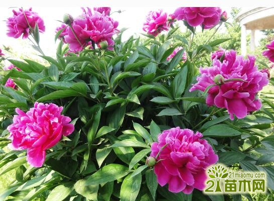 芍藥花怎么養_養芍藥花真的不吉利嗎_養芍藥花在院子里好嗎