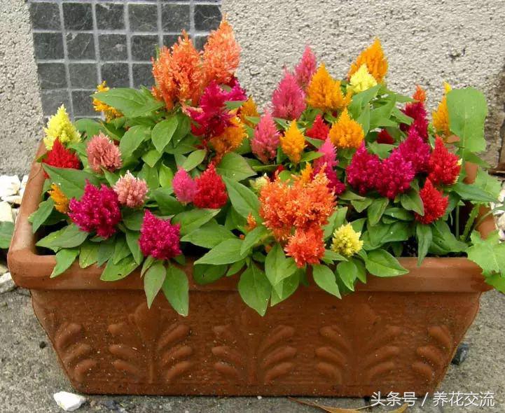 花卉盆栽適合的土壤_花卉盆栽適合什么土壤_適合盆栽的花卉