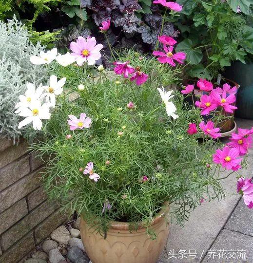 花卉盆栽適合什么土壤_適合盆栽的花卉_花卉盆栽適合的土壤