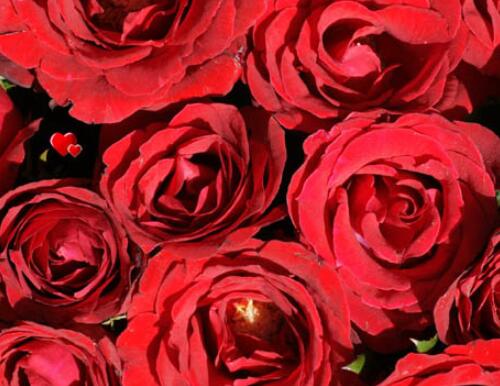 送花要送什么_送花應(yīng)該送幾朵_送花的要求