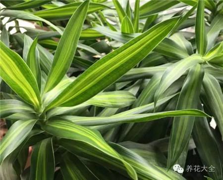 不見光的室內適合養的花_室內養適合見花的花盆_室內適合養什么花招財