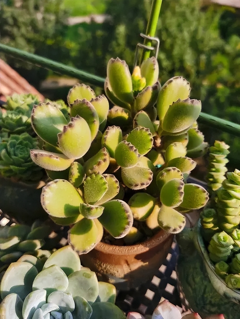 越養(yǎng)越旺的5種多肉植物，皮實(shí)好養(yǎng)愛(ài)爆盆，看看你喜歡哪種？