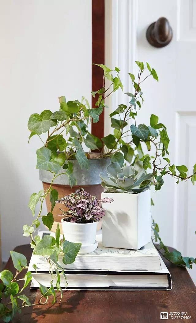室內(nèi)吸植物尼古丁怎么辦_吸尼古丁的室內(nèi)植物_室內(nèi)吸植物尼古丁的危害