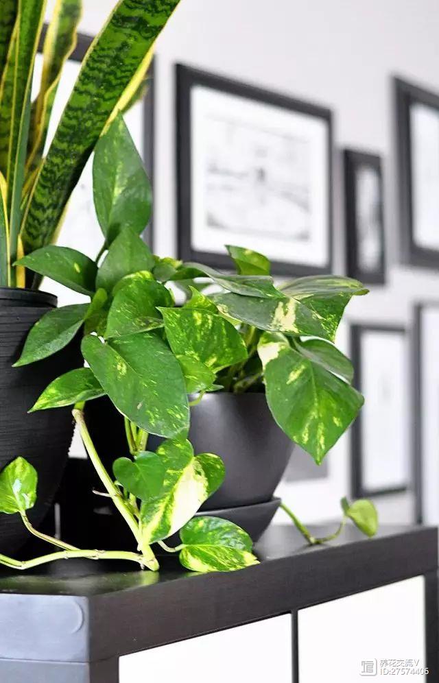室內(nèi)吸植物尼古丁怎么辦_室內(nèi)吸植物尼古丁的危害_吸尼古丁的室內(nèi)植物