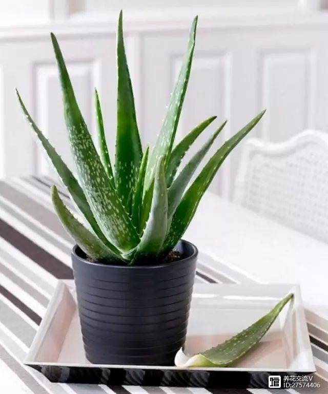 室內(nèi)吸植物尼古丁怎么辦_室內(nèi)吸植物尼古丁的危害_吸尼古丁的室內(nèi)植物