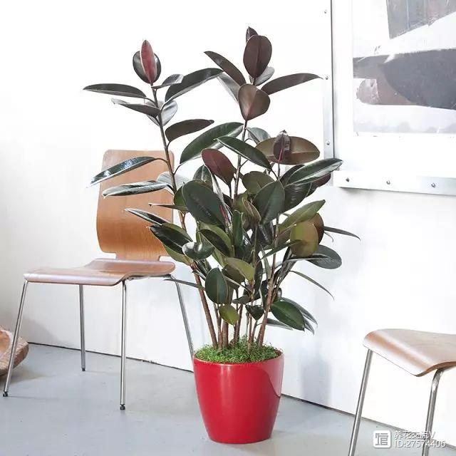 室內(nèi)吸植物尼古丁的危害_室內(nèi)吸植物尼古丁怎么辦_吸尼古丁的室內(nèi)植物