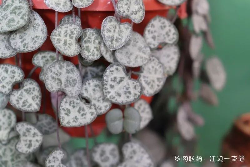 蝶舞多肉怎么養護_蝴蝶之舞多肉_多肉蝴蝶之舞的養殖方法
