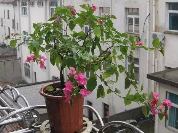 北方室內適合養的花_北方室內養什么花好養_適合北方室內養的花