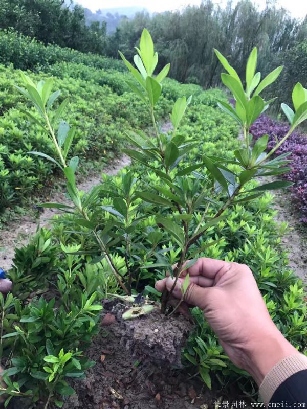 耐陰的爬藤花_花卉耐陰爬藤有那些品種_耐陰的爬藤花卉有哪些
