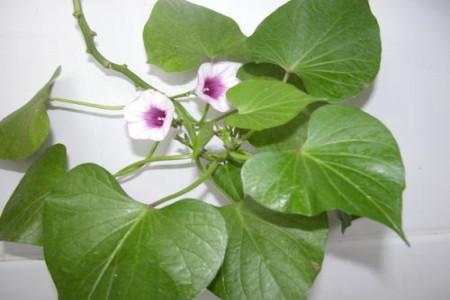 番薯會(huì)開花嗎_紅薯開花會(huì)影響產(chǎn)量嗎_番薯開的花叫什么花