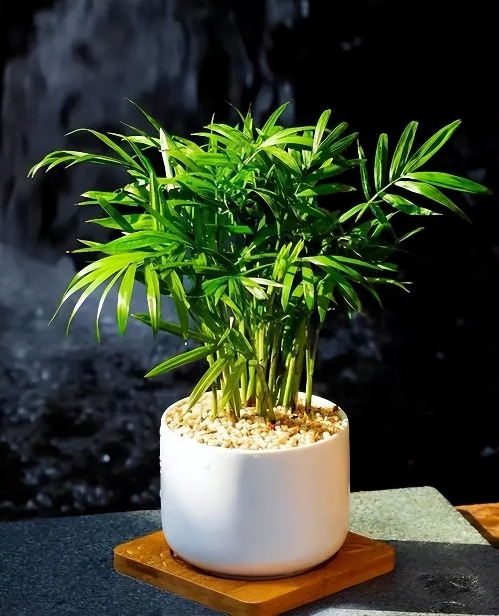 適合養家里的綠植有哪些_養綠植適合家里有蚊子嗎_養綠植適合家里有什么植物