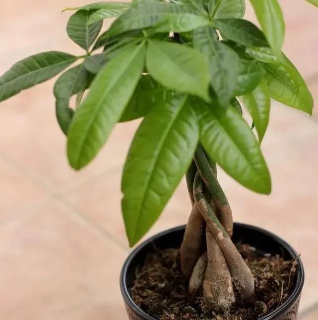室內盆栽擺放_盆栽室內養適合放好的植物_哪些盆栽適合放室內 且好養