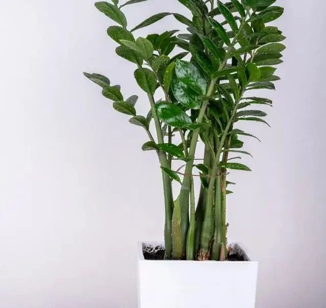 哪些盆栽適合放室內 且好養_盆栽室內養適合放好的植物_室內盆栽擺放
