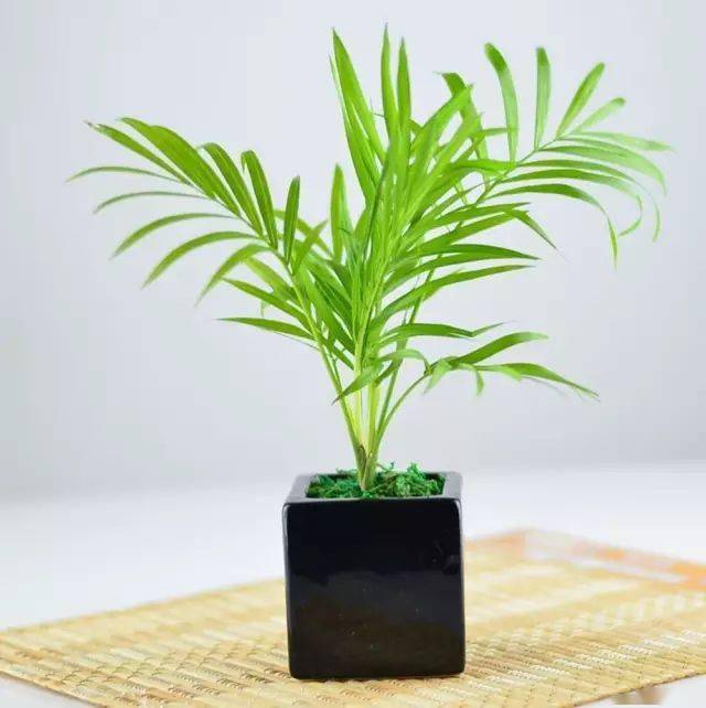 適合在辦公室養的綠植_辦公室養綠植適合放什么花_辦公室養綠植適合什么花