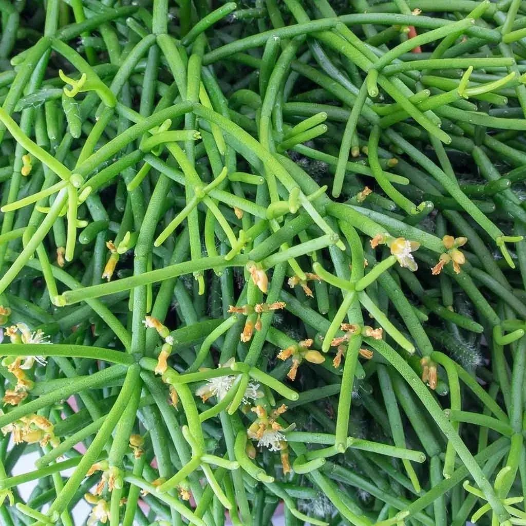 半陰花卉有哪些_陰的花卉_陰養花卉