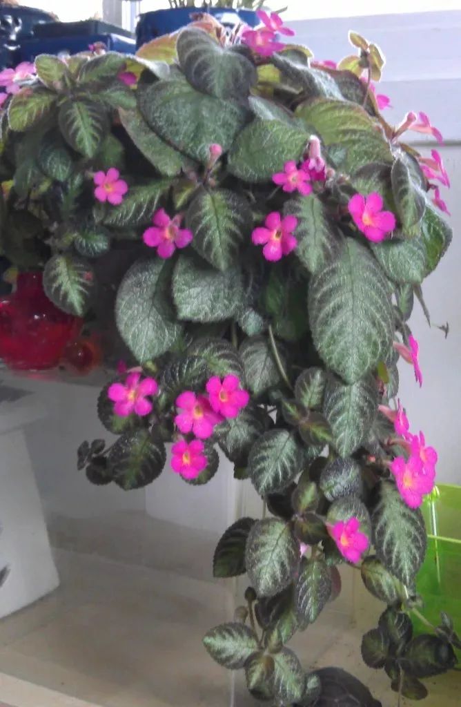 半陰花卉有哪些_陰養花卉_陰的花卉