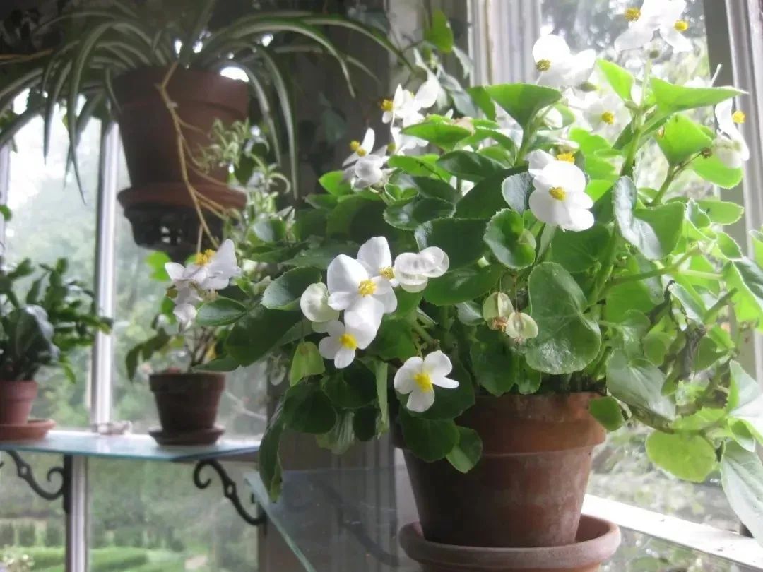 半陰花卉有哪些_陰養花卉_陰的花卉