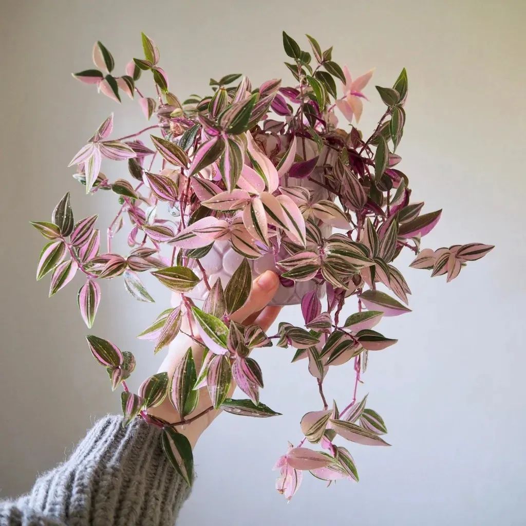 陰養花卉_半陰花卉有哪些_陰的花卉