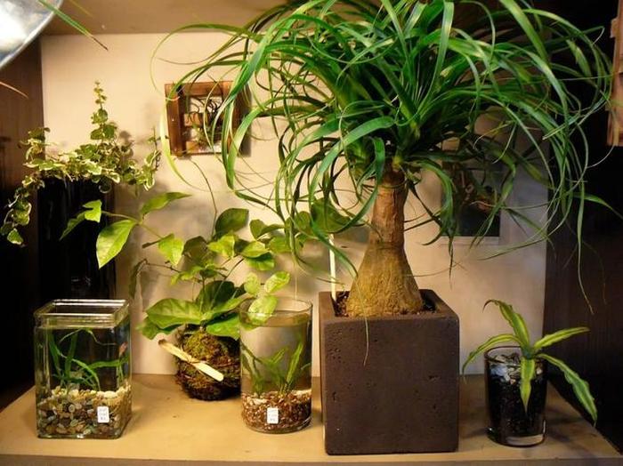 陽臺養植物好不好_陽臺養植物好嗎_最好養的陽臺植物