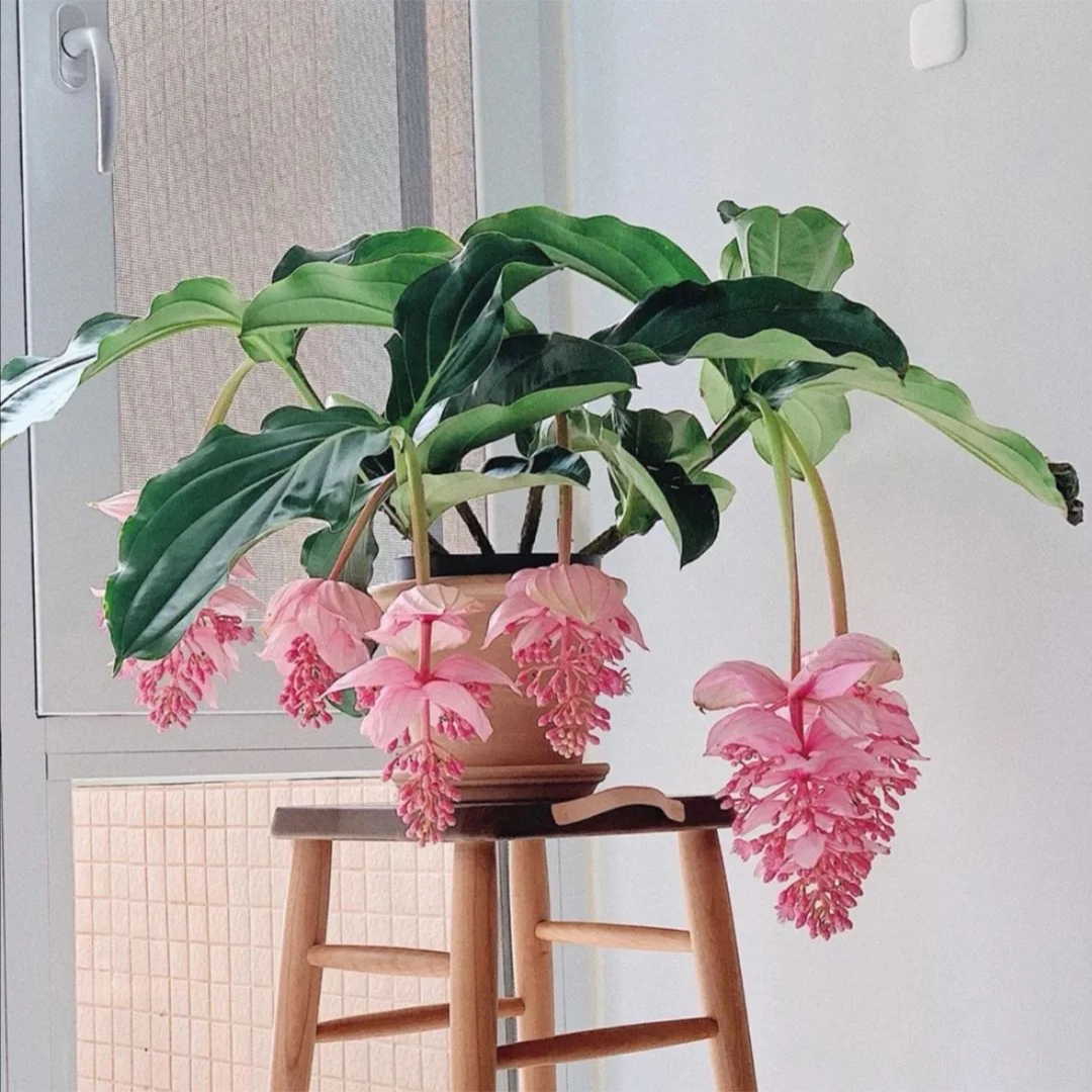 盆栽客廳擺放_(tái)客廳好養(yǎng)的大盆植物_大盆植物客廳