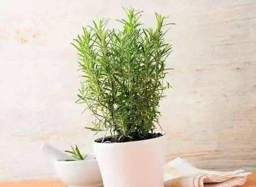 <strong>什么樣的花草好看又好養(yǎng)？滿足3個(gè)條件，沒(méi)經(jīng)驗(yàn)也能養(yǎng)好花</strong>