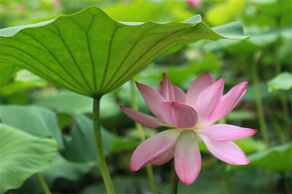 花茶有哪些品種(花茶有哪些品種和圖片)
