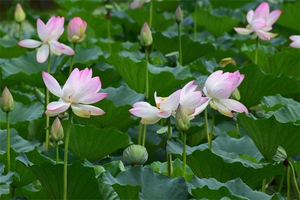 家里適合養什么花風水好(家里適合養什么花風水好又香)