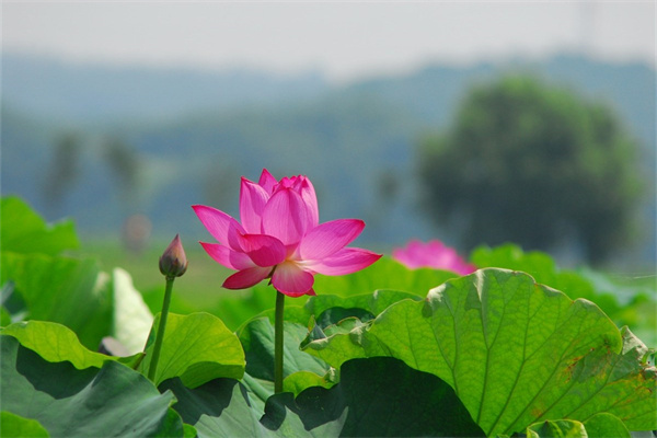 盆栽郁金香怎么養（種植郁金香的注意事項）