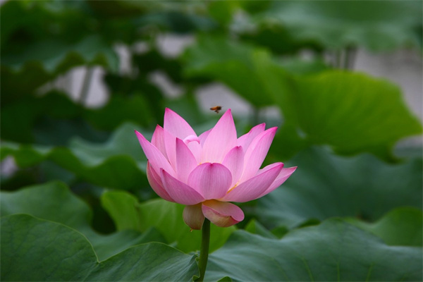嫁接花卉大全種類(嫁接花卉大全種類圖片)
