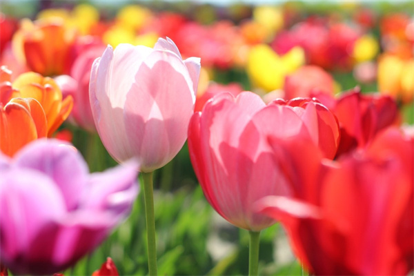 耐寒藤本花卉(耐寒的藤本花卉)