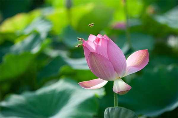 適合懶人養(yǎng)的大型綠植(適合懶人養(yǎng)的盆栽有哪些)